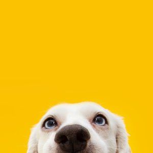 Meet your Posher, Farzam